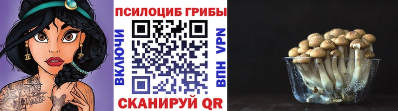 Псилоцибиновые грибы Psilocybine cubensis  Тайшет 